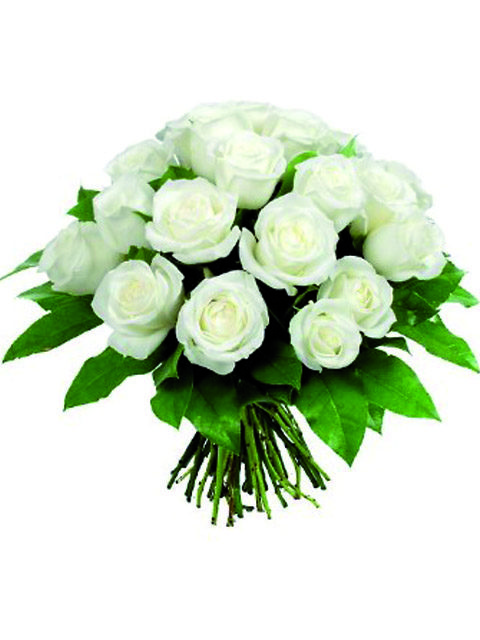 18 rose bianche