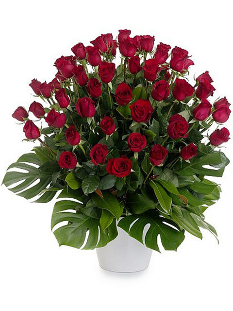 50 rose rosse