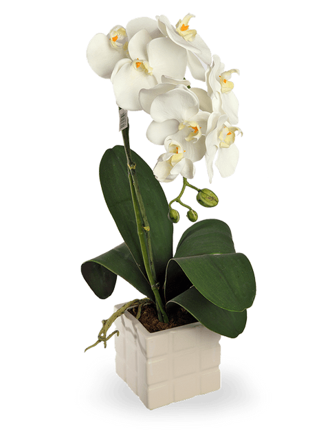 Orchidea Phalenopsis color bianco
