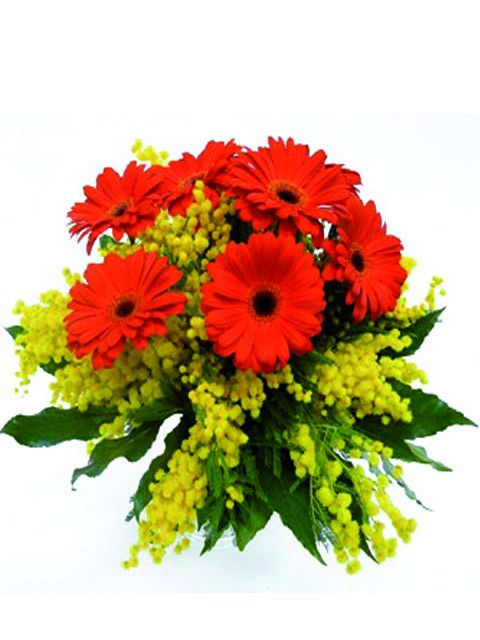 Bouquet di mimosa con gerbere