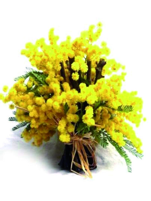 Mazzo di mimosa