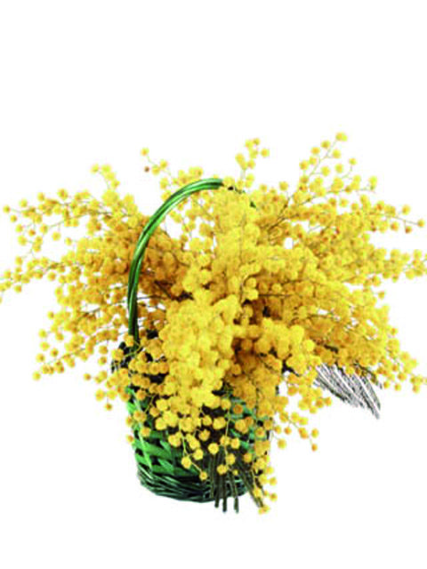 Cesto in vimini con mimosa
