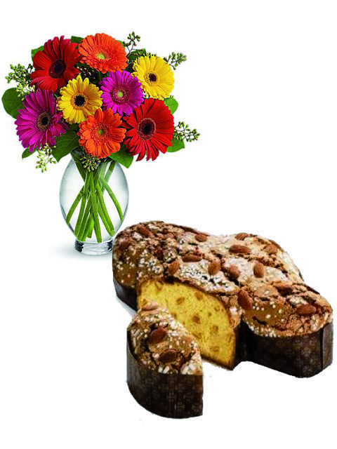 Gerbere colorate e colomba pasquale