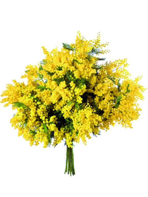 Mazzo di mimosa