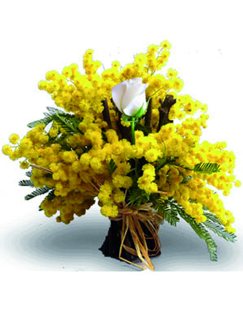 mimosa con rosa bianca