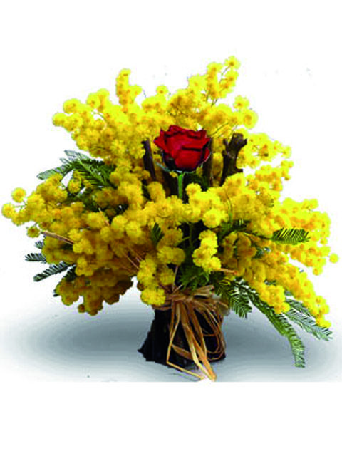 Mazzo di mimosa con una rosa al centro