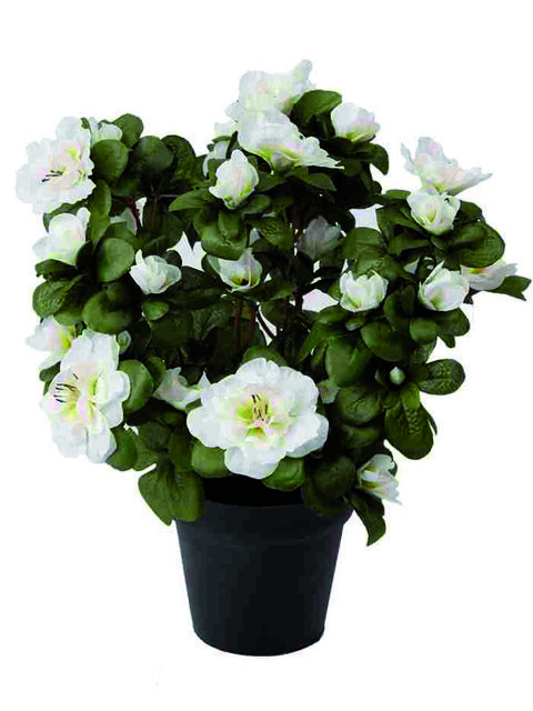 azalea bianca