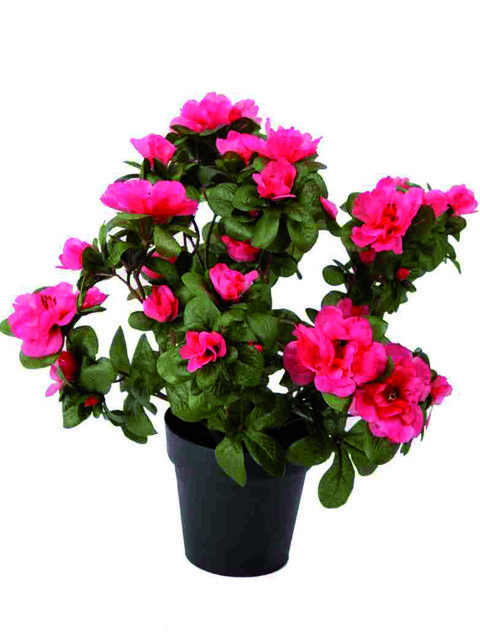 azalea rosa