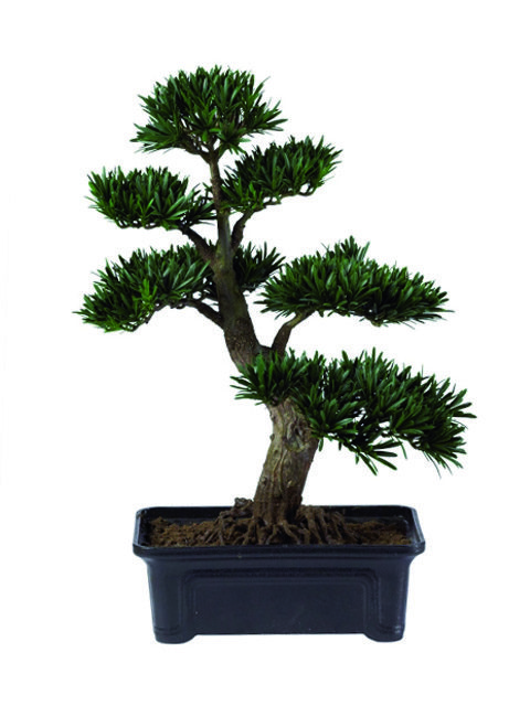 Bonsai