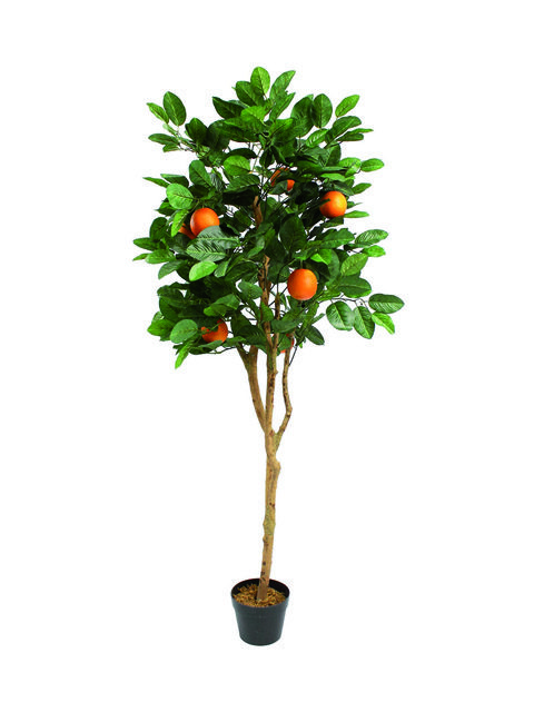 pianta arancio