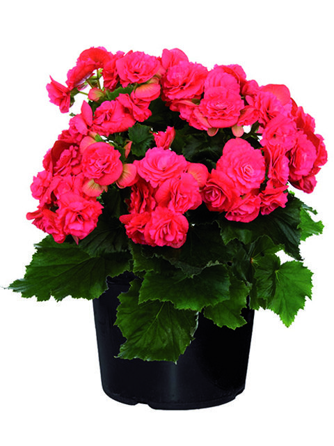 Begonia rossa