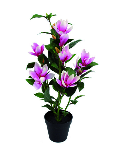 Magnolia