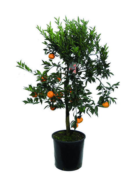 Pianta di mandarino