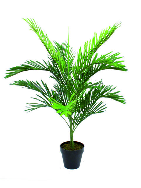 Pianta di palma
