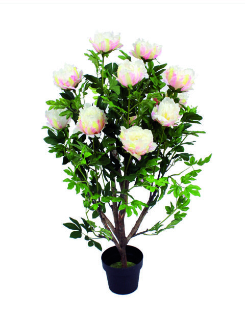pianta di peonia rosa