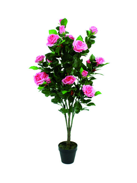 pianta di rose rosa