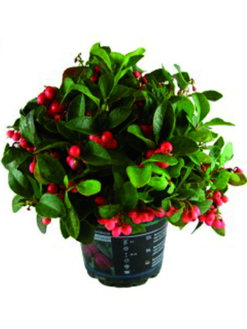 Pianta Gaultheria