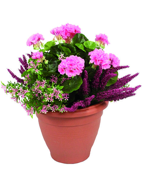 Pianta geranio rosa