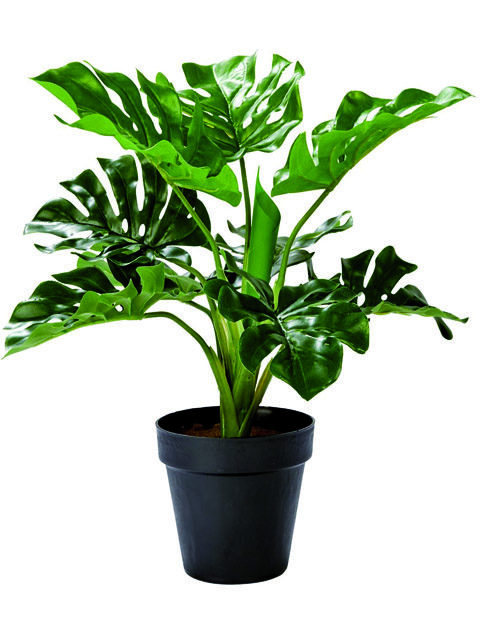 Pianta monstera