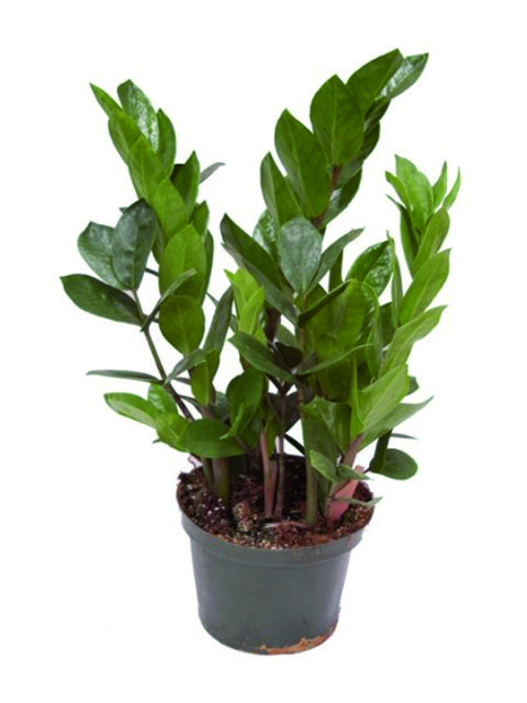 Pianta Zamioculas