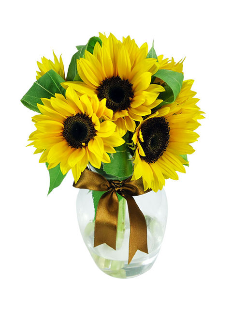 tre girasoli