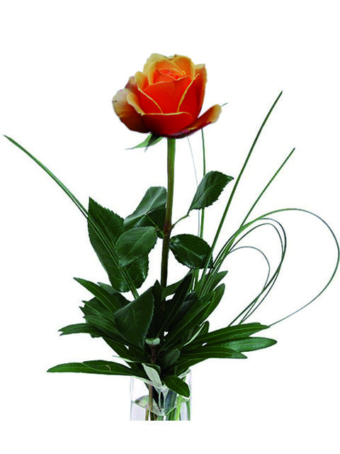una rosa arancione