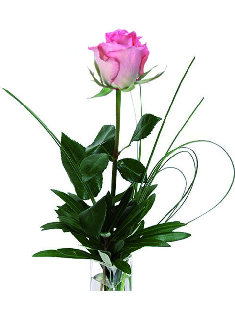 una rosa dai toni rosastri
