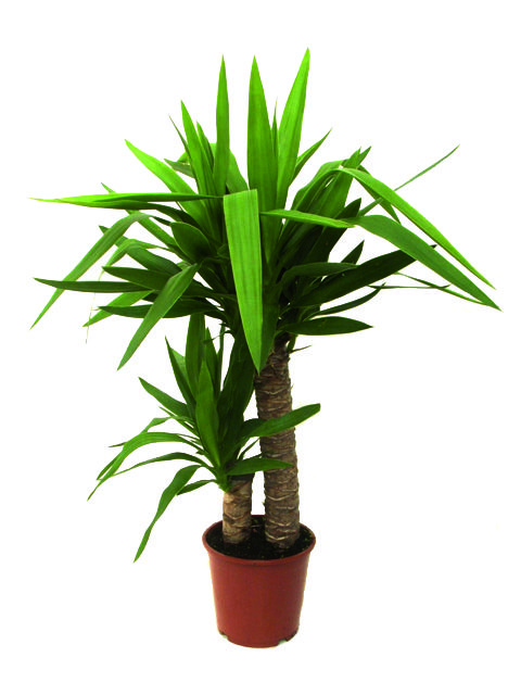 yucca
