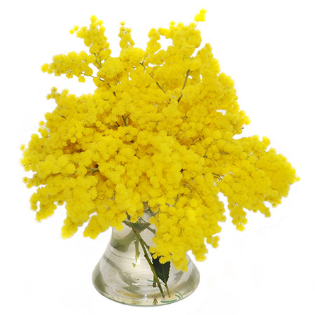 fiori per la festa della donna mimosa