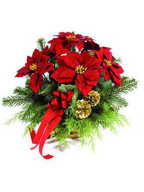 stella di natale rossa media