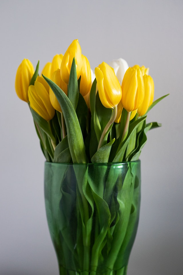tulipani