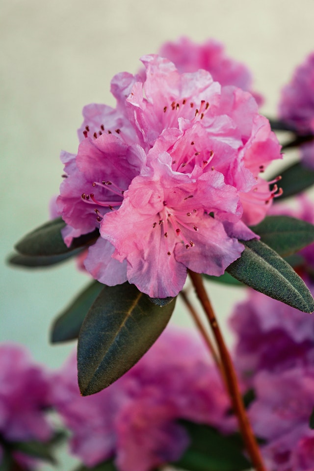 azalea