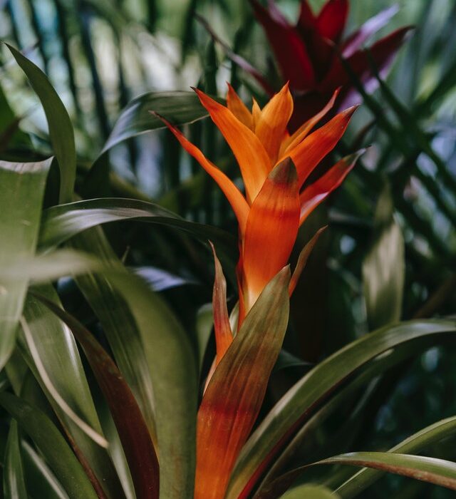 guzmania