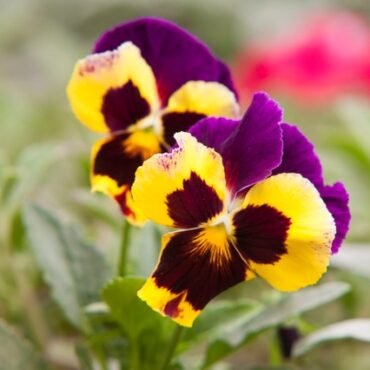 fiori primaverili