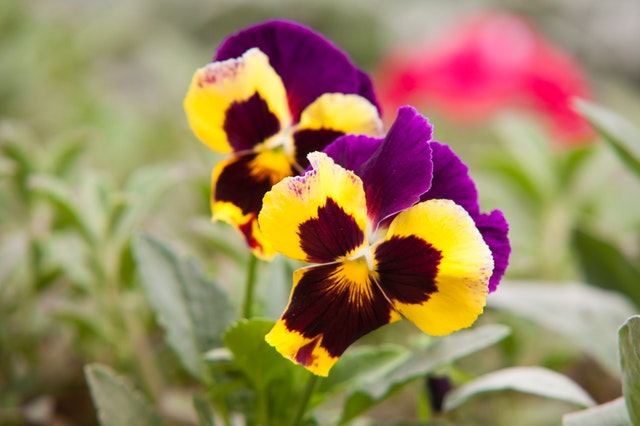 fiori primaverili