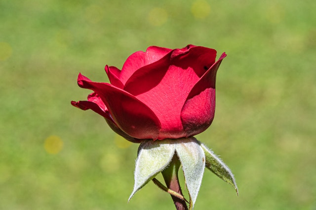 il significato di un cuore di rose rosse