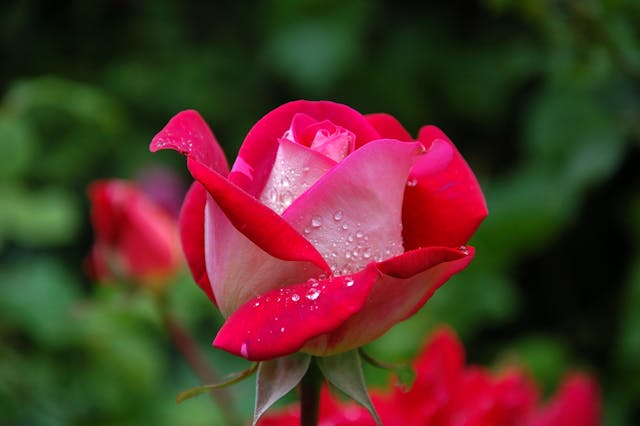 occasioni per regalare fiori nel mese di giugno