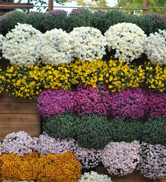 colori fiori
