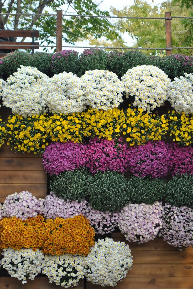 colori fiori