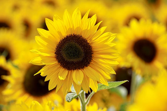 fiori gialli autunnali