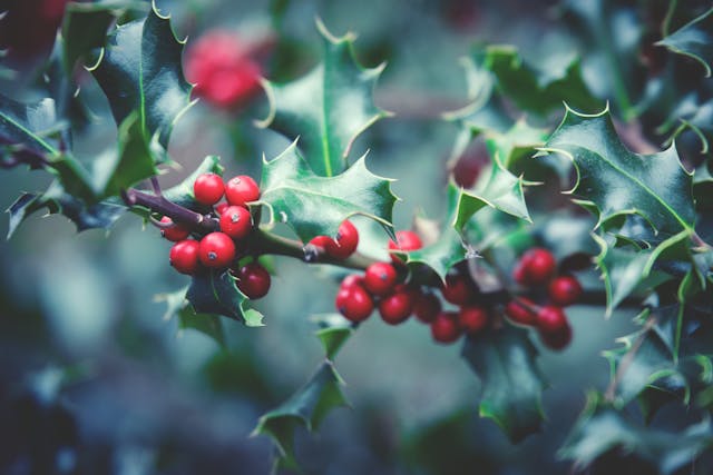 piante da regalare a natale