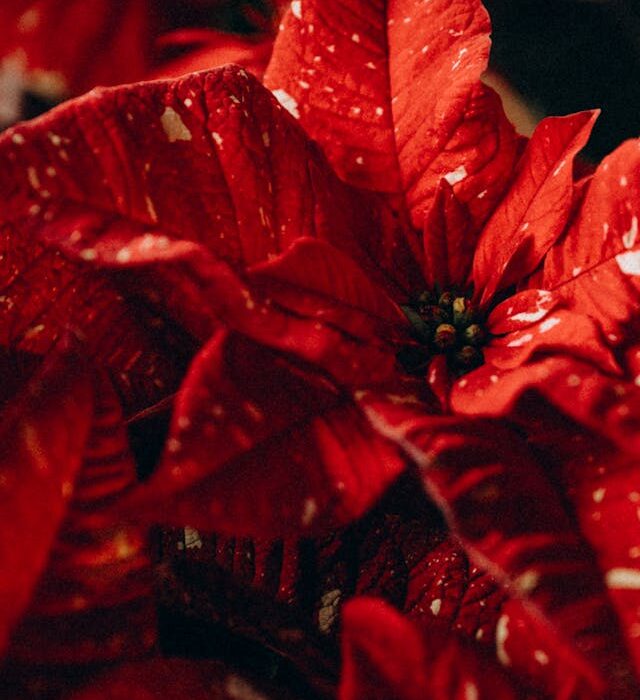 stella di natale