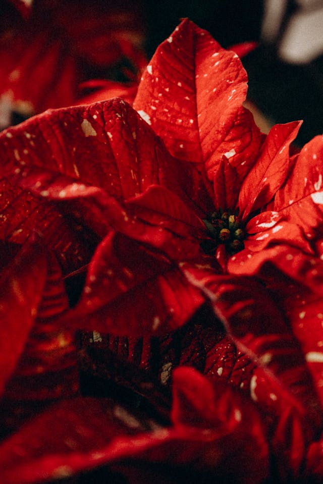 stella di natale