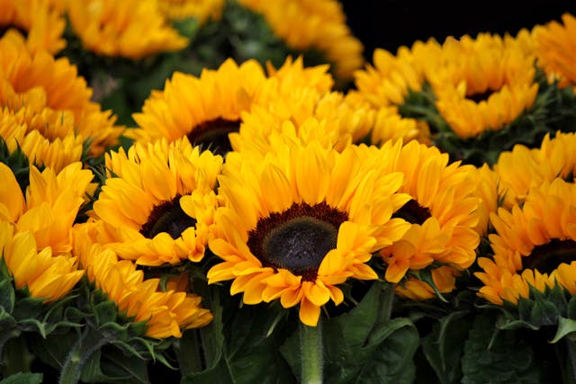 il linguaggio dei girasoli