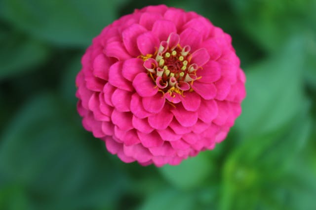 i fiori sono il regalo perfetto