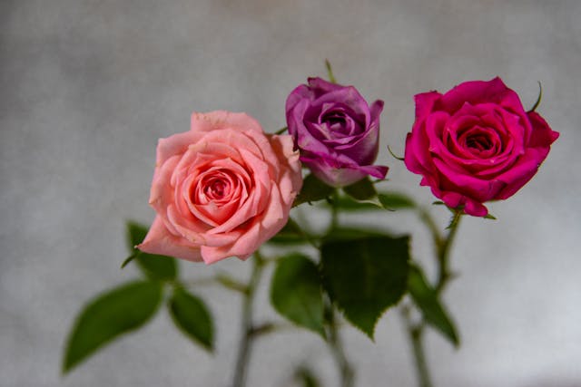 roselline colorate