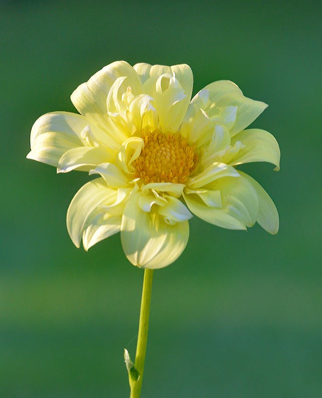 fiori per la festa della donna a distanza