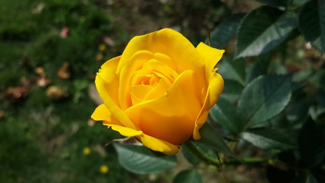 fiori per ogni occasione