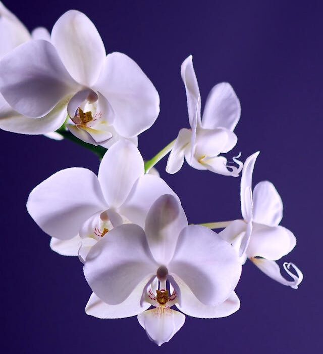rose ed orchidee
