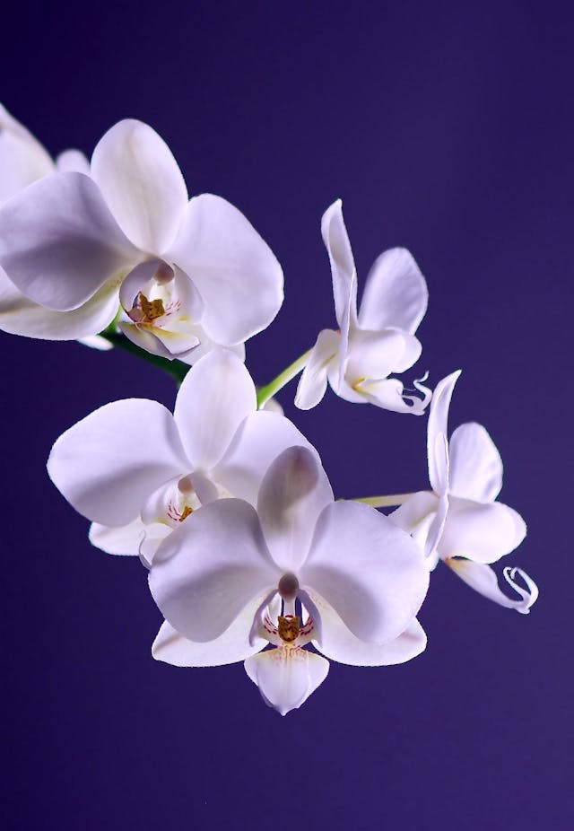rose ed orchidee